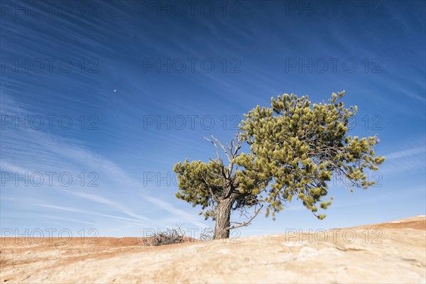 Tree in desert