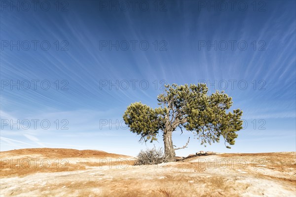 Tree in desert