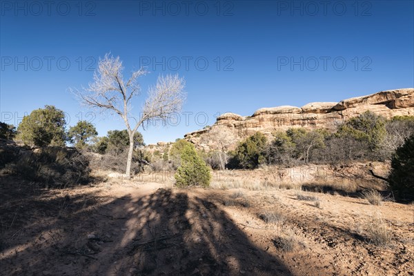 Shadows near tree in desert