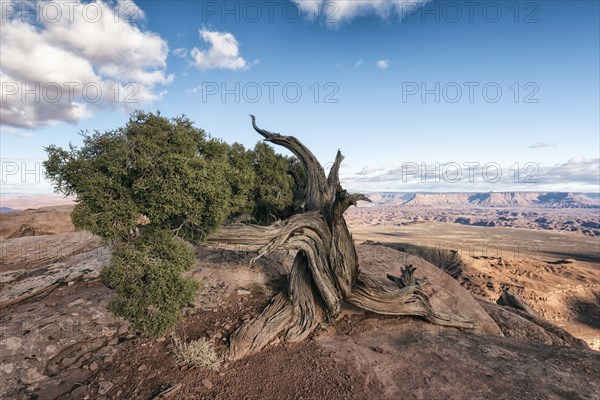 Tree in desert