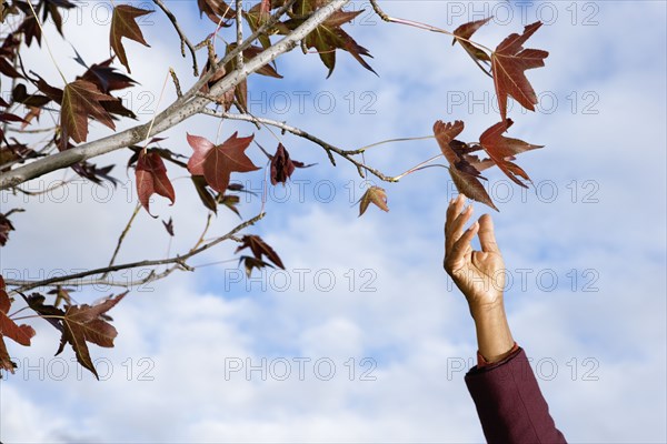 African woman's hand reaching for leaves on tree