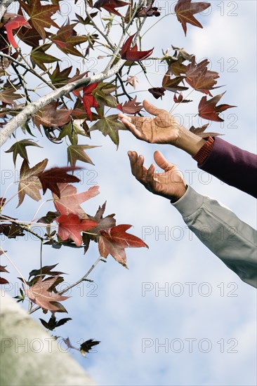 African couple's  hands reaching for leaves on tree