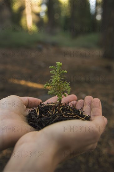 Woman holding mulch and small tree