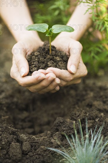 Hispanic woman holding seedling