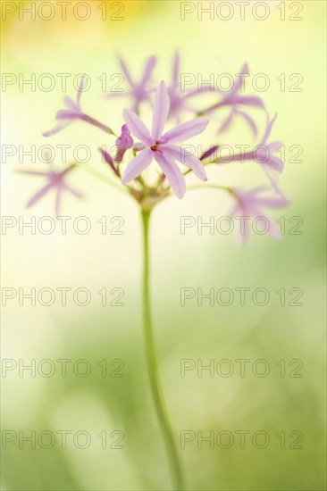 Pink blooming flower