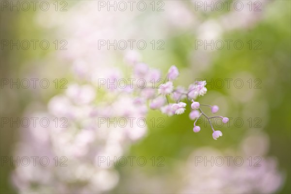 Pink blossoms on flower stem