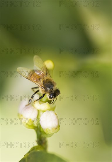 Bee landing on flower