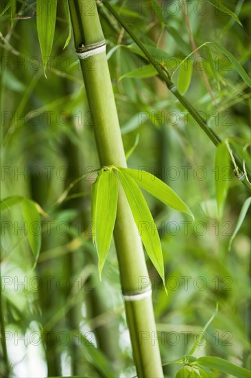 Growing green bamboo