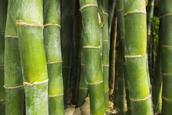 Growing green bamboo