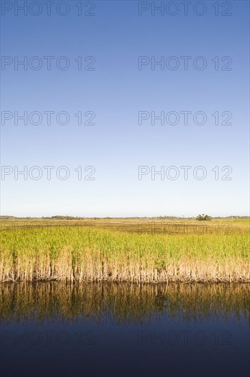 Water and grass in everglades