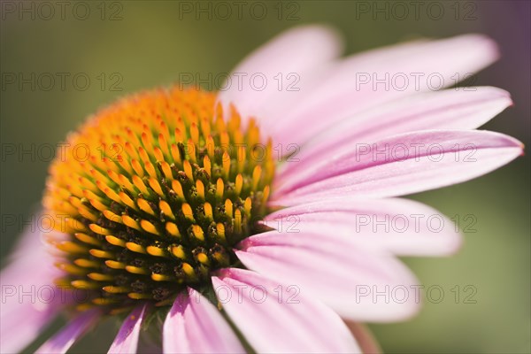 Close up of pink flower