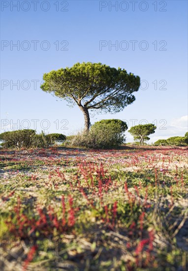 Tree growing in remote field