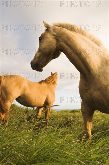 Wild horses standing in field