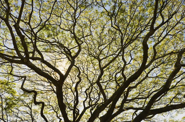 Green leaves growing on large tree