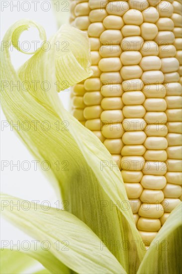 Close up of corn on the cob