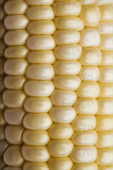 Close up of corn on the cob