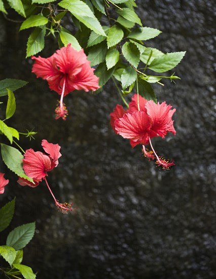 Blooming red hibiscus flowers