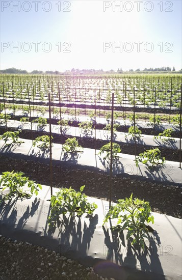 Tomato crop growing in field