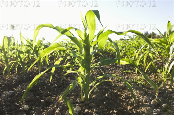 Corn growing in field