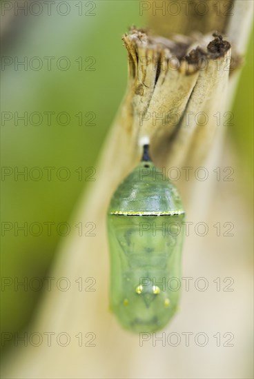 Close up of Monarch butterfly chrysalis