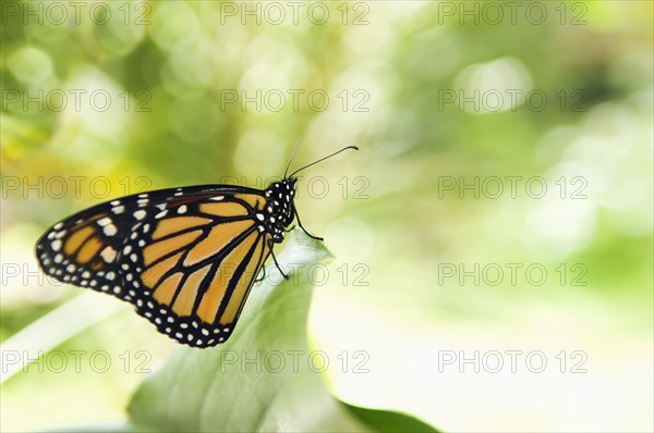 Monarch butterfly perching on leaf