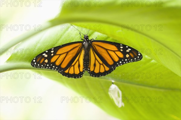 Monarch butterfly perching on leaf