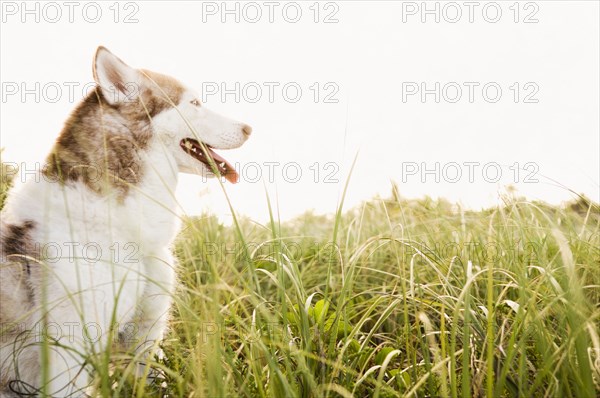 Dog panting in tall grass