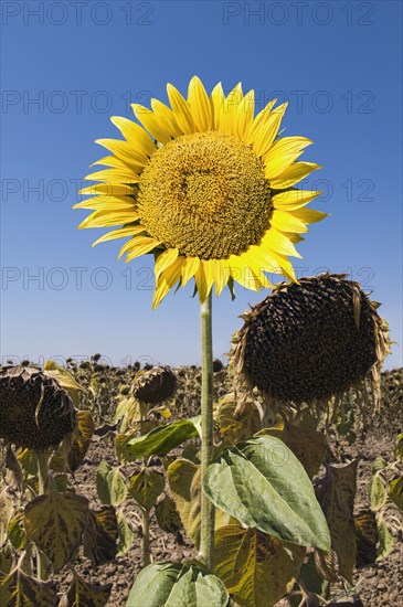 Sunflower growing in field of dead flowers