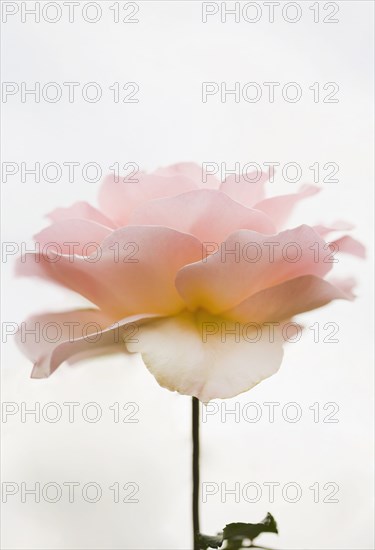 Close up of pink rose