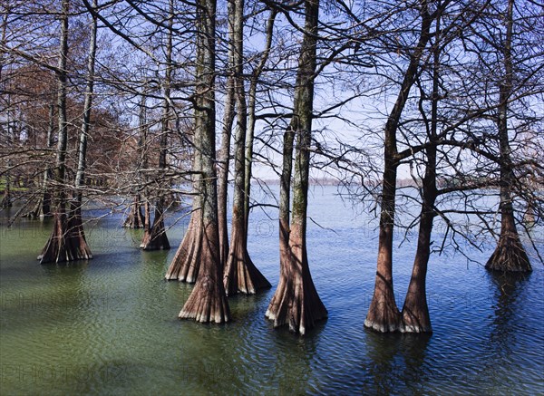 Trees and exposed roots in lake