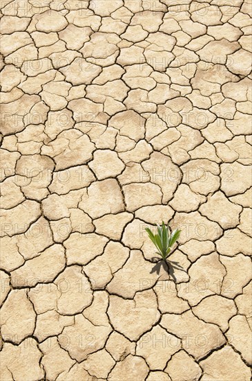 Green plant growing from cracked dry soil