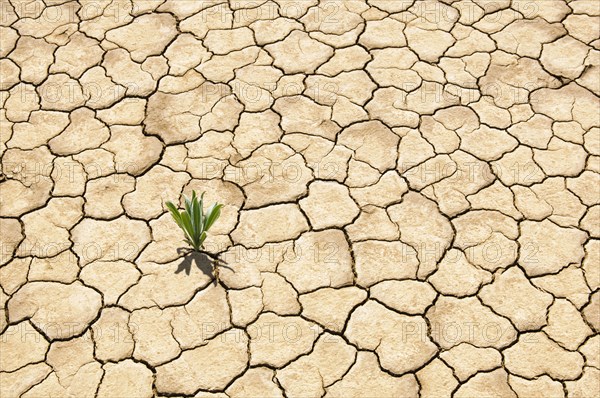 Green plant growing from cracked dry soil