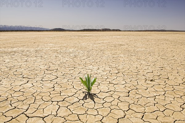 Green plant growing from cracked dry soil in desert landscape