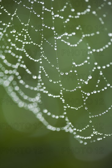 Close up of water droplets on spider web outdoors