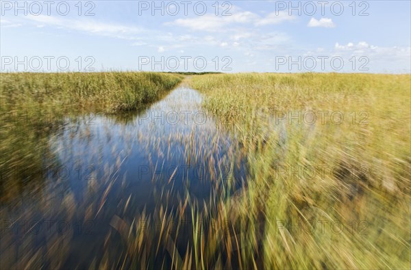 Blurred view of tall grass in remote swamp