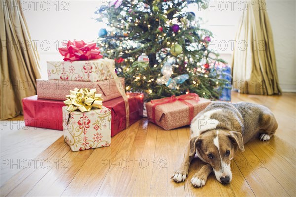 Dog laying by presents under Christmas tree
