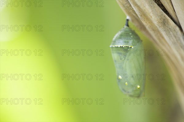 Close up of butterfly cocoon hanging from tree