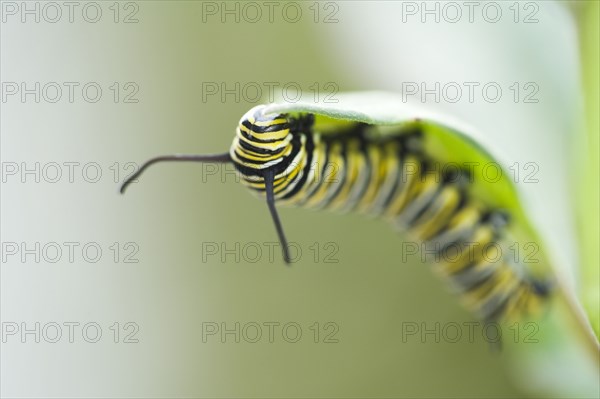 Close up of caterpillar climbing leaf