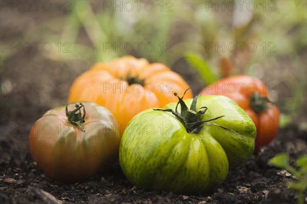 Colorful heirloom tomatoes in soil outdoors