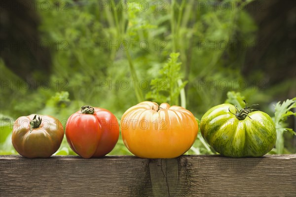 Colorful heirloom tomatoes on banister outdoors