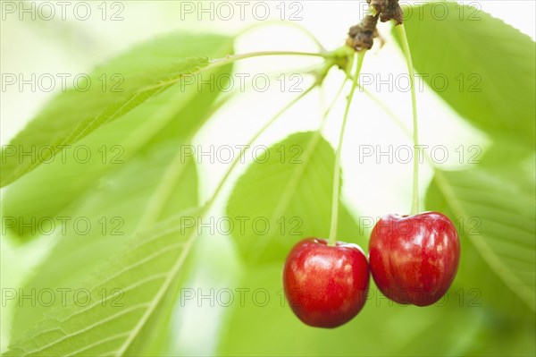 Close up of cherries hanging from tree