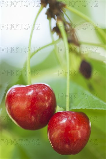 Close up of cherries hanging from tree