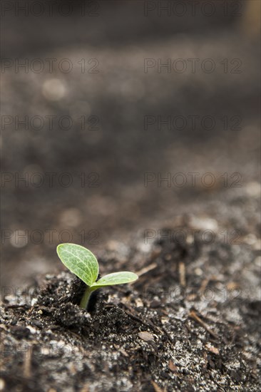 Close up of seedling growing in dirt