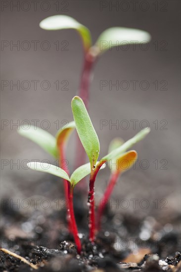 Close up of seedlings growing in dirt