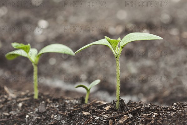Close up of seedlings growing in dirt