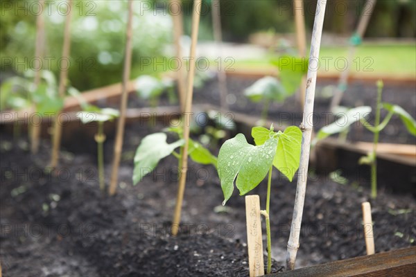 Seedlings growing in planters