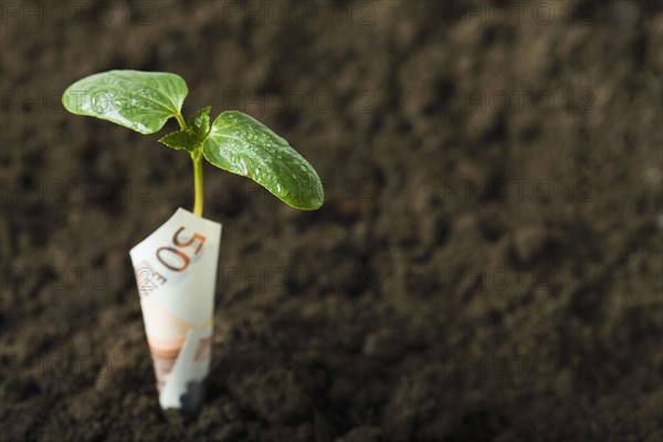 Euro wrapped around seedling in dirt