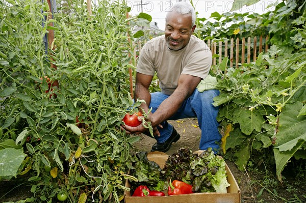 Black man gathering vegetables in community garden