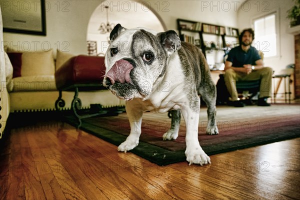 Dog licking his lips in living room