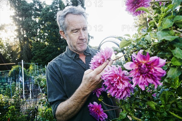 Caucasian man examining flower in garden